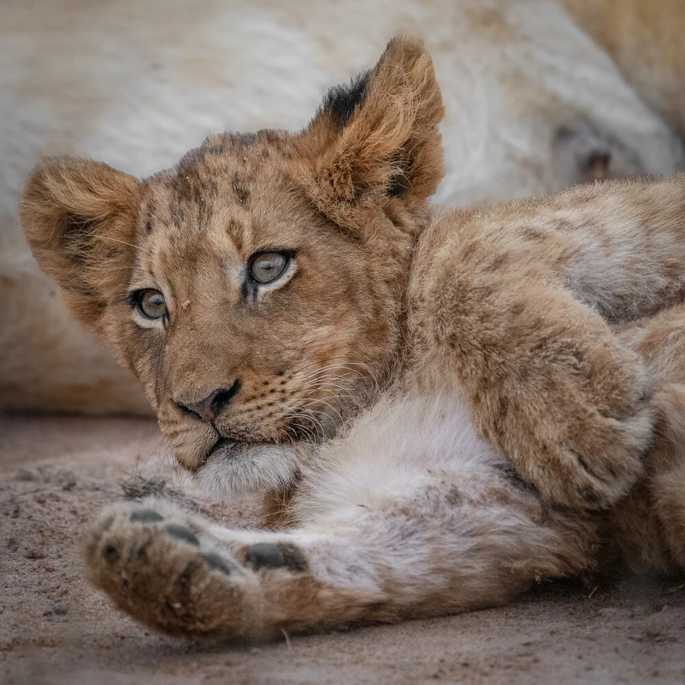 Portrait Löwenbaby - fotokunst von Dennis Wehrmann