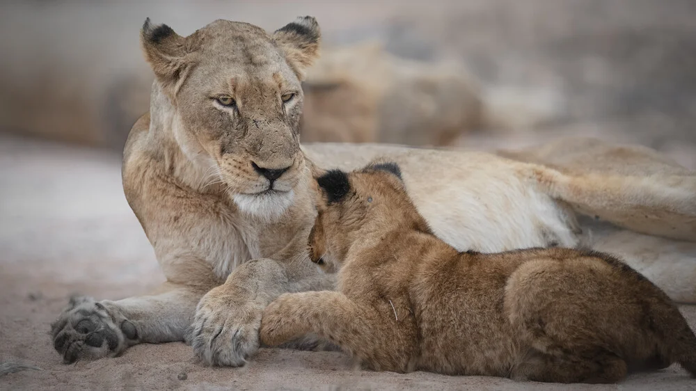 Portrait Löwin mit Baby - fotokunst von Dennis Wehrmann