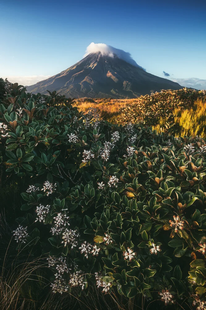 Neuseeland Mount Taranaki im Morgenlicht - fotokunst von Jean Claude Castor