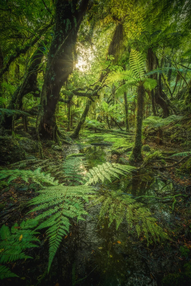 Neuseeland Urwald am Fox Glacier - fotokunst von Jean Claude Castor