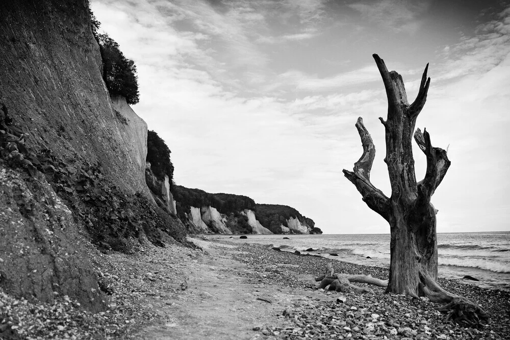 Der Baum an der Kreideküste Rügen - fotokunst von Manuela Deigert