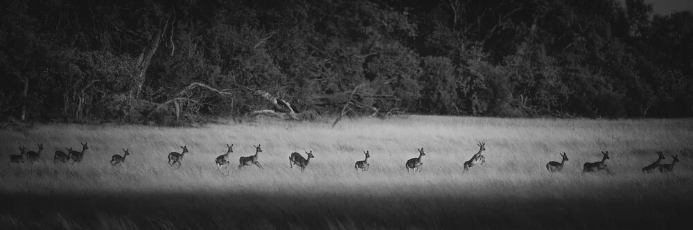 Impalaherde Okavango Delta - fotokunst von Dennis Wehrmann