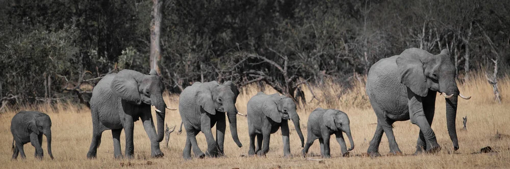 Elephant Parade Okavango Delta - Fineart photography by Dennis Wehrmann