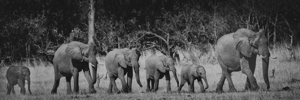 Elefantenparade Okavango Delta - fotokunst von Dennis Wehrmann