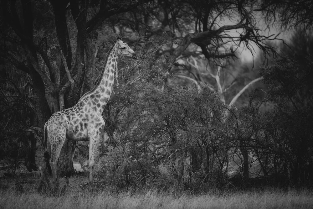 Giraffe in der Wildness des Okavango Delta - fotokunst von Dennis Wehrmann