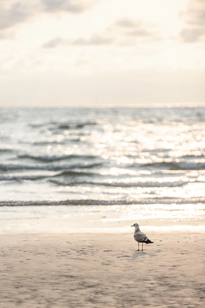 Birds and The Sea 8 - Fineart photography by Mareike Böhmer