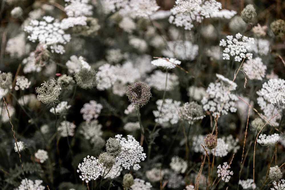 Wild Meadow - Fineart photography by Mareike Böhmer