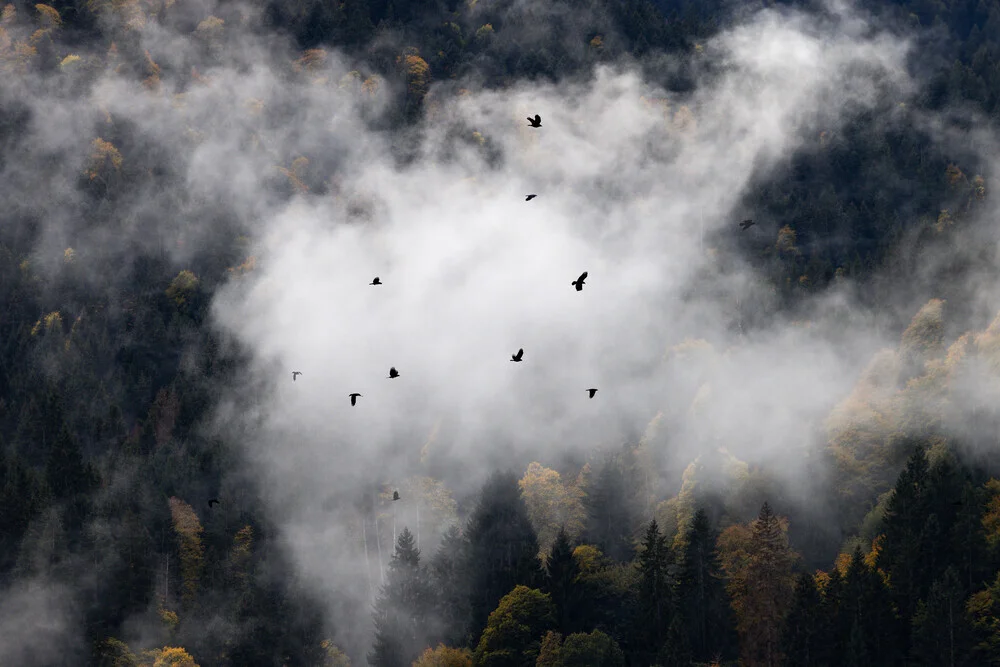 Foggy Woods 8 - Fineart photography by Mareike Böhmer