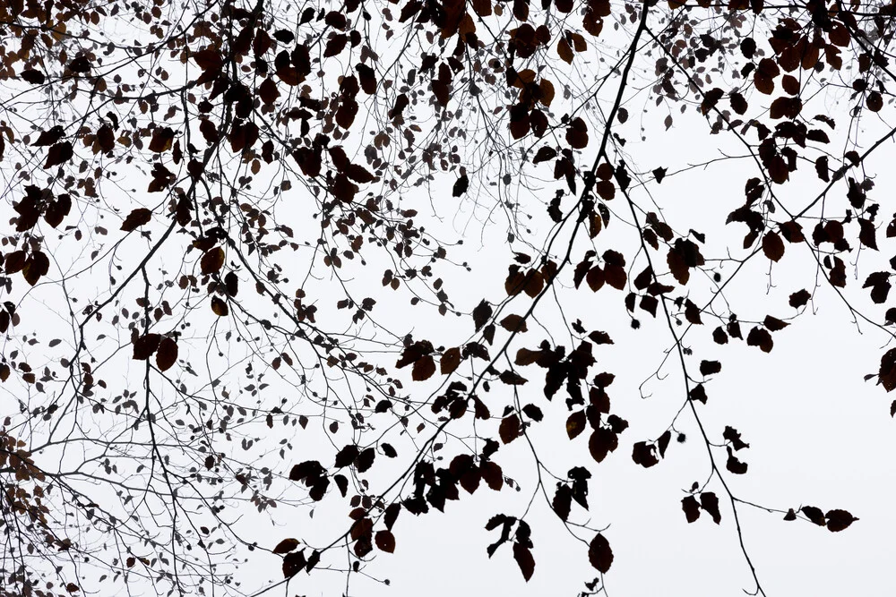 Autumn Silhouettes - Fineart photography by Mareike Böhmer