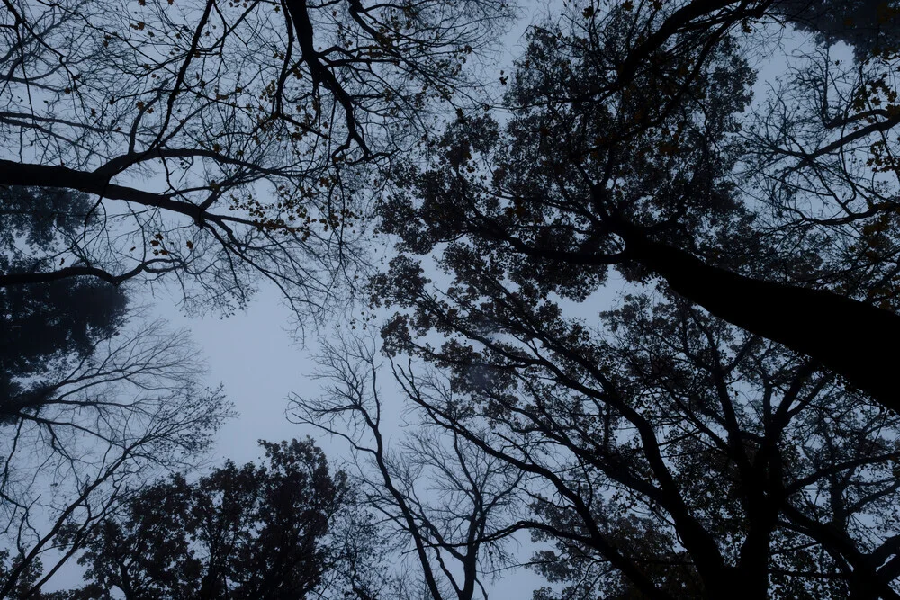 Looking Up 1 - Fineart photography by Mareike Böhmer