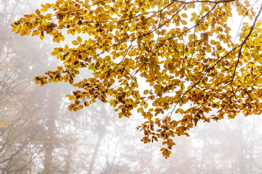 Autumn Leaves - fotokunst von Mareike Böhmer