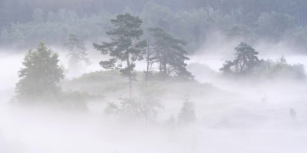 Morgennebel -  Vorboten des herannahenden Herbstes - fotokunst von Rolf Schnepp