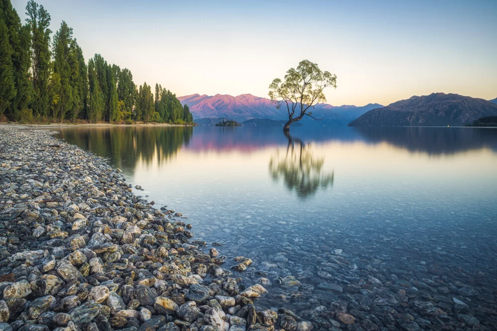 Neuseeland Wanaka Tree - Fineart photography by Jean Claude Castor