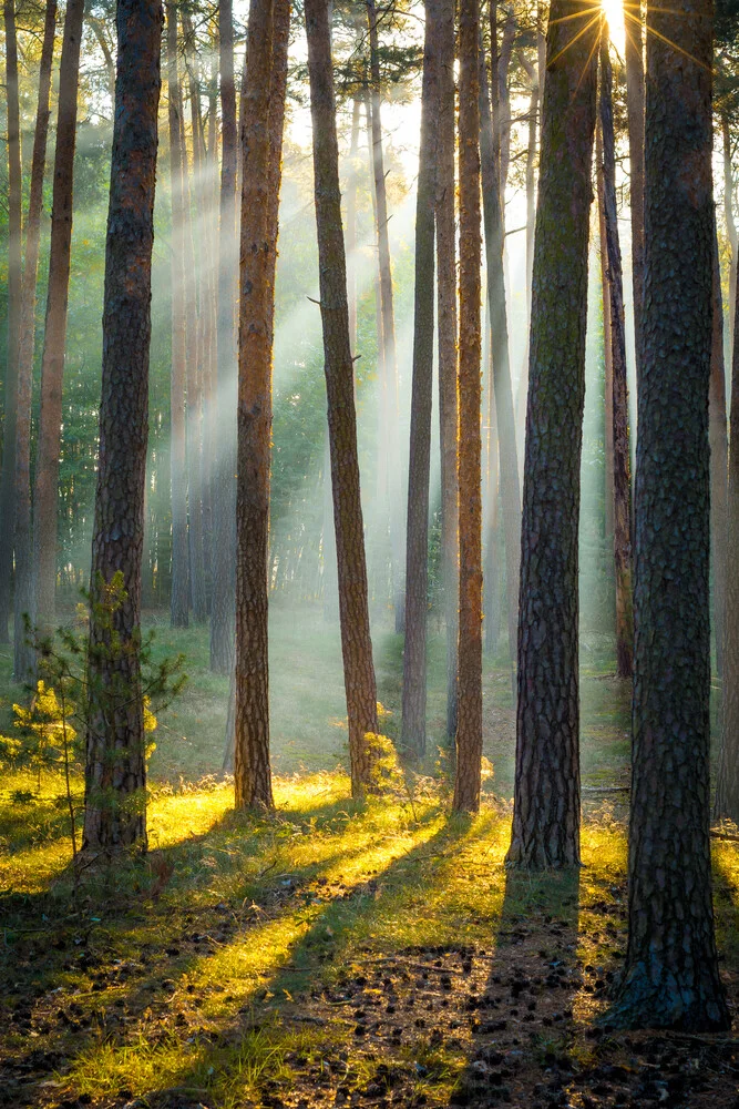 Sonnenstrahlen im Wald - fotokunst von Martin Wasilewski