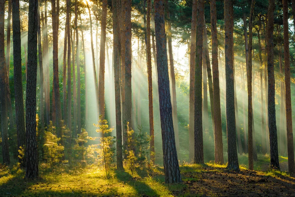 Herbstlicht im Wald - fotokunst von Martin Wasilewski