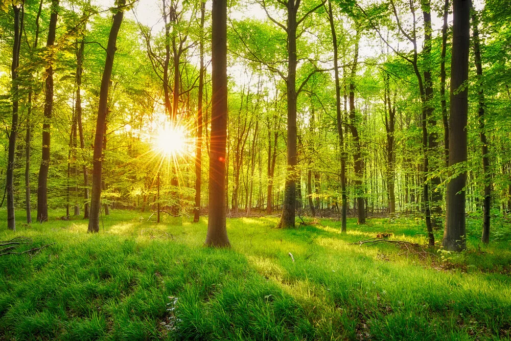 Frühlingswald - Das erste Grün im Sonnenlicht - fotokunst von Rolf Schnepp