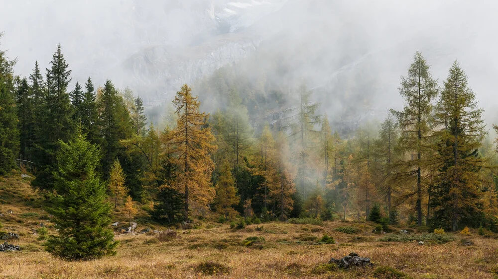 Mystischer Wald - fotokunst von Rainer Kohlrusch