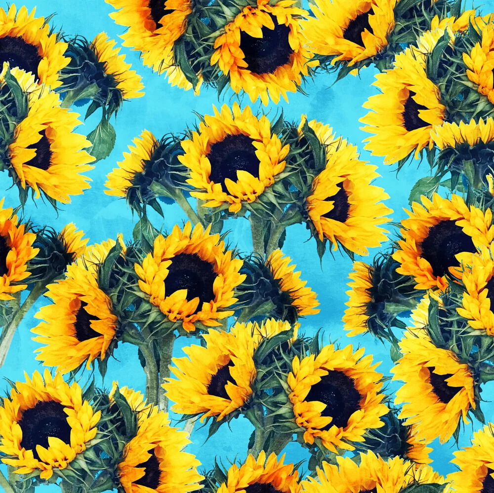 Sunflowers & Sky - Fineart photography by Uma Gokhale