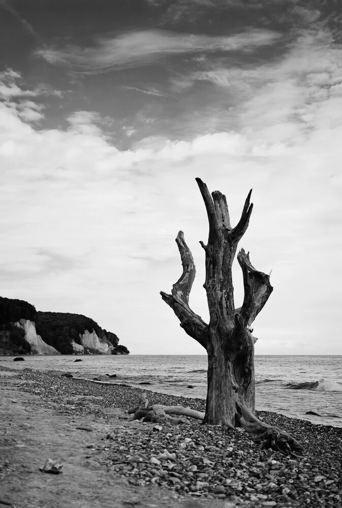 Baum mit Kreidefelsen auf Rügen - fotokunst von Manuela Deigert