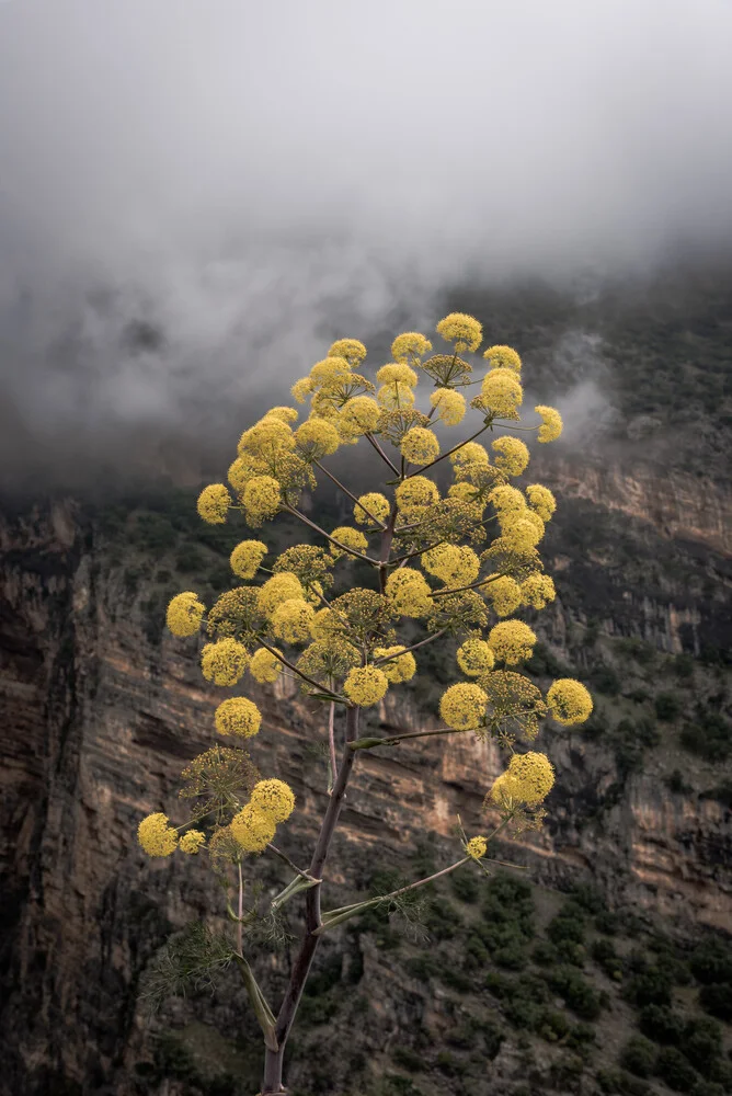 Yellow flowers - fotokunst von Photolovers .