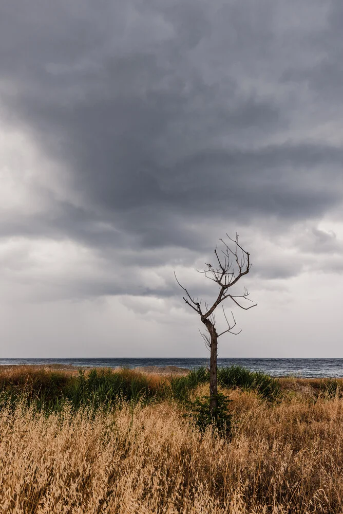 Tree at the coast in Calabria - Fineart photography by Photolovers .