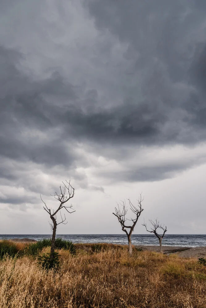 Trees at the coast in Calabria - fotokunst von Photolovers .