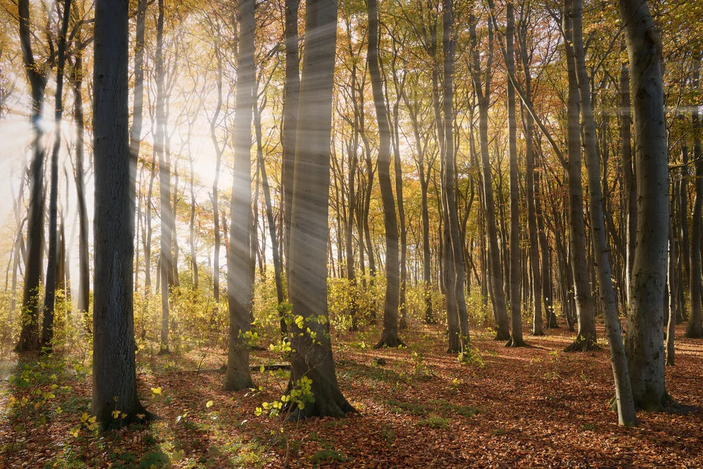 Radelsee, Markgrafenheide im November 2023 - fotokunst von Norbert Gräf