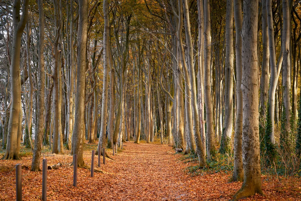 LSG Küstenwald, Warnemünde - fotokunst von Norbert Gräf