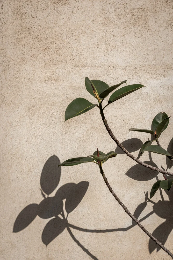 Shadow of a plant - Fineart photography by Photolovers .