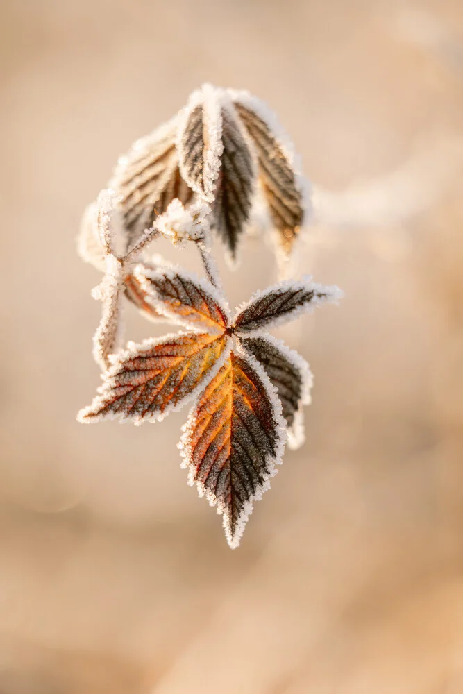 A Frozen Leaf Bathed in Morning Sunlight - fotokunst von Marika Huisman