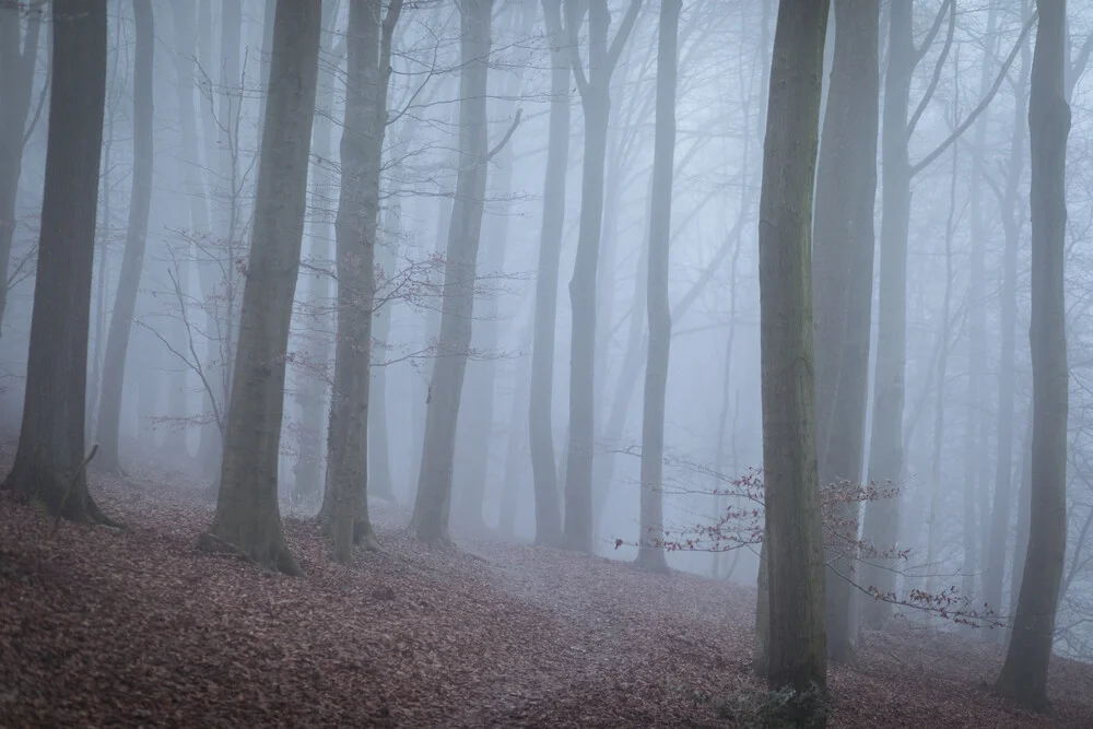 Winter Nebelwald - fotokunst von Nadja Jacke