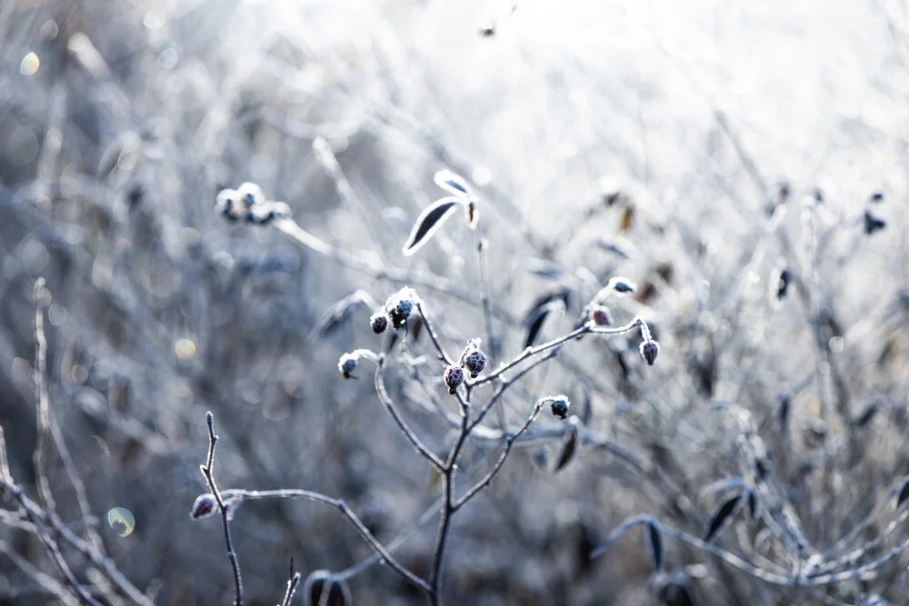A Winter Morning 1 - fotokunst von Mareike Böhmer