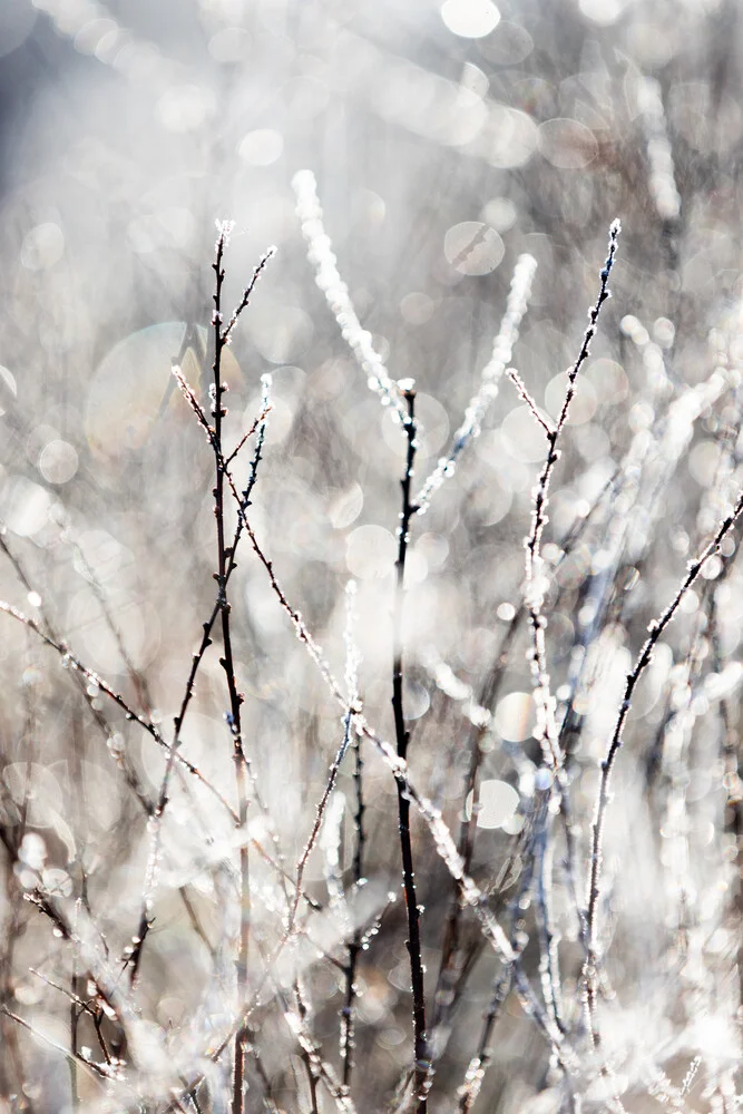 A Winter Morning 4 - Fineart photography by Mareike Böhmer