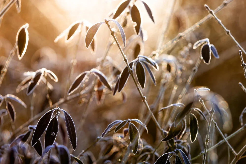 A Winter Morning 2 - fotokunst von Mareike Böhmer