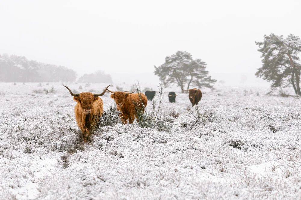 Highland cows in the snow landscape - Fineart photography by Marika Huisman