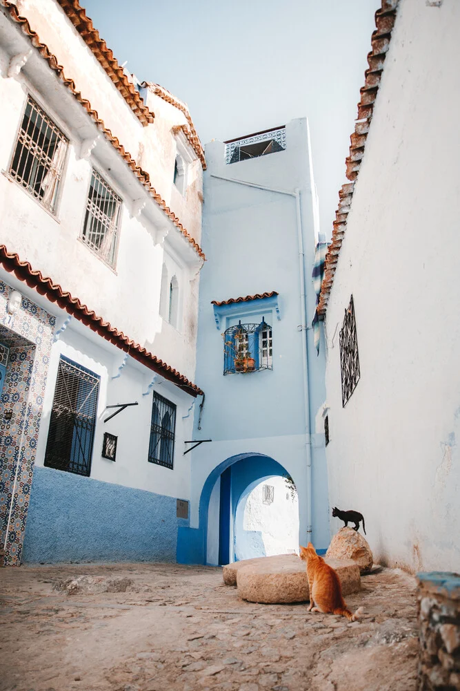 Cats in the Moroccan streets - fotokunst von Marika Huisman