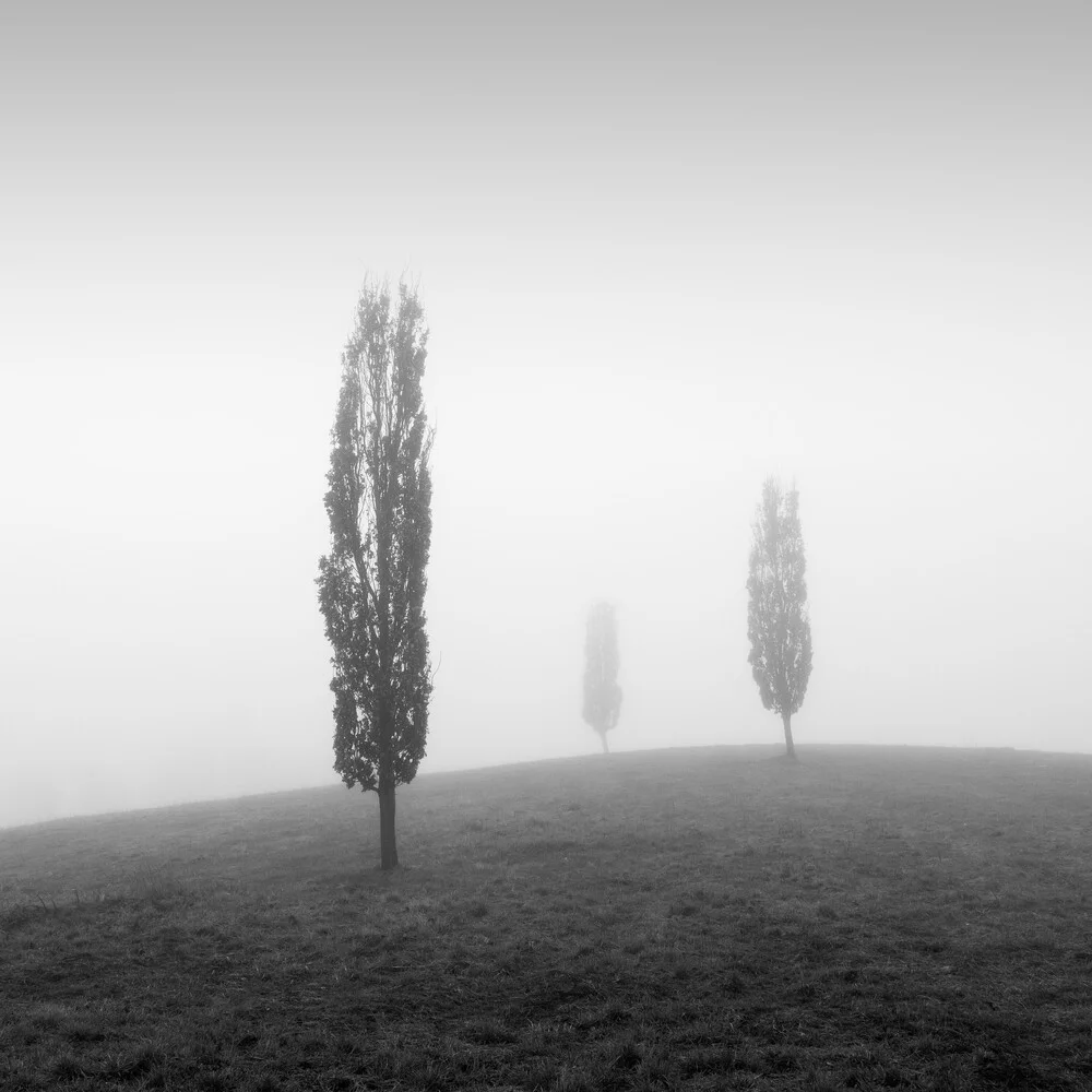 Three trees in the mist - Fineart photography by Christian Janik