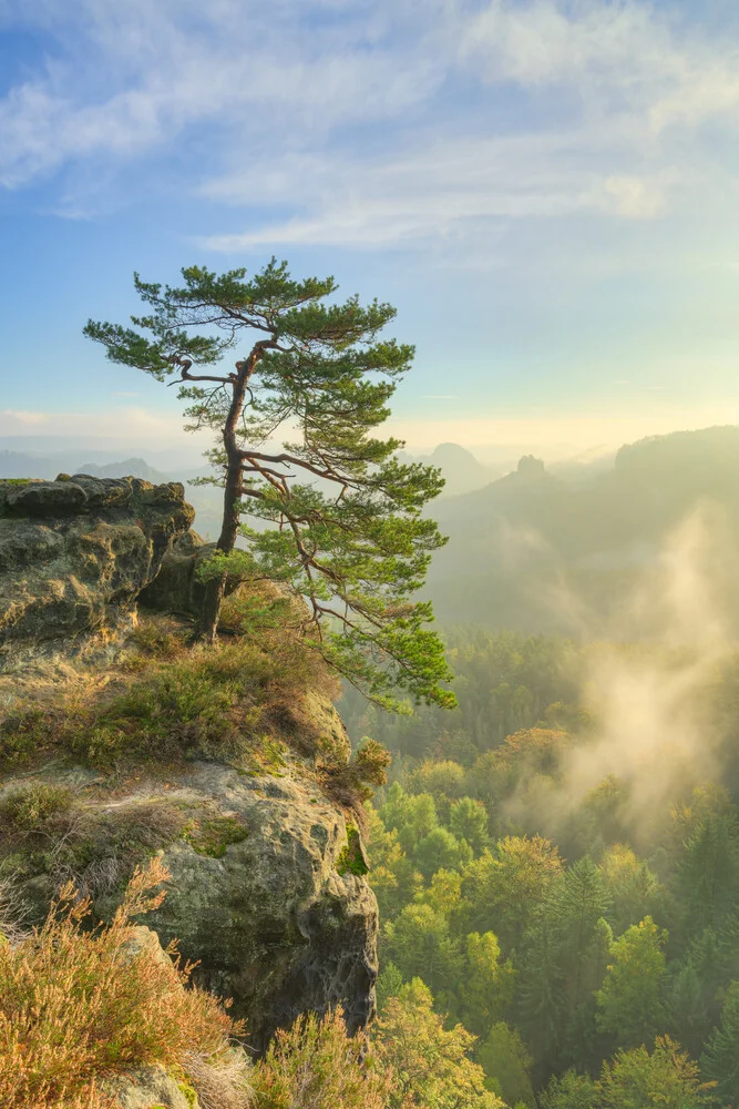 Kiefer am Gleitmannshorn in der Sächsischen Schweiz - fotokunst von Michael Valjak