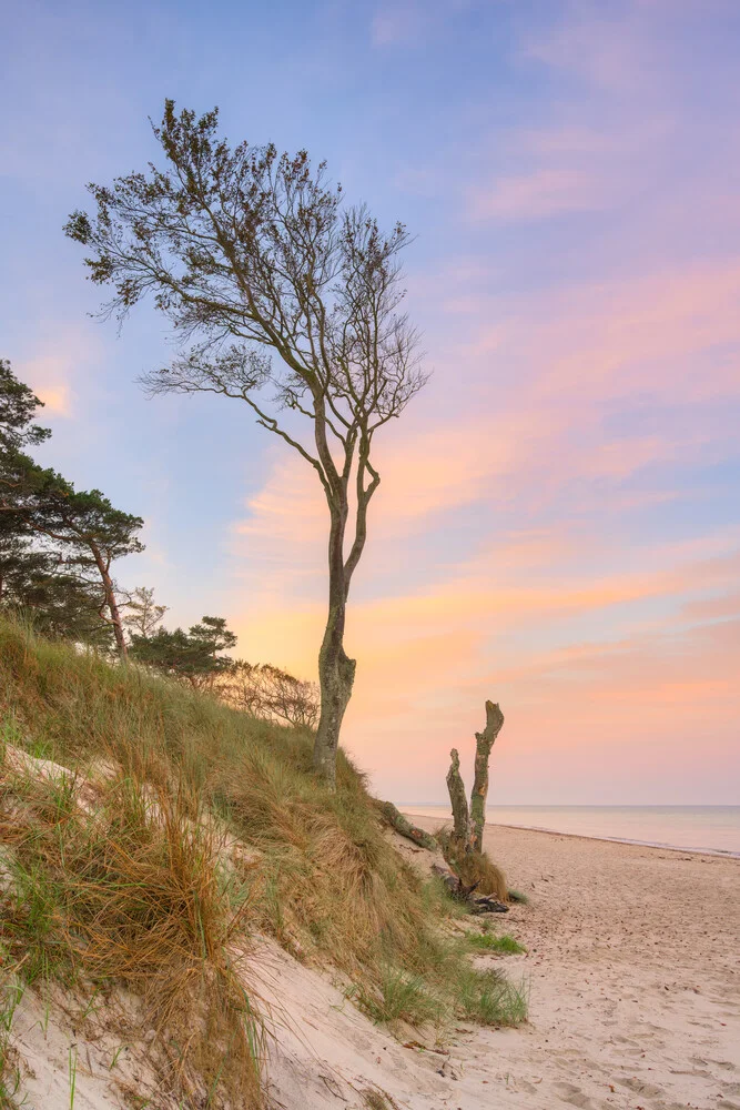 Tree on the Darßer Weststrand - Fineart photography by Michael Valjak