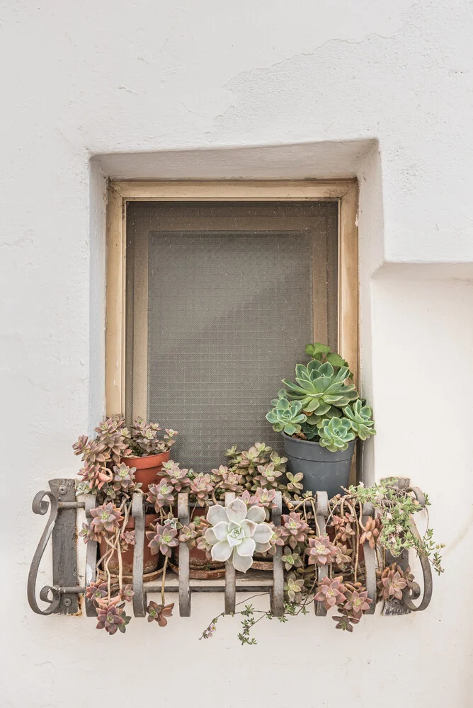 Botanical window - Fineart photography by Photolovers .