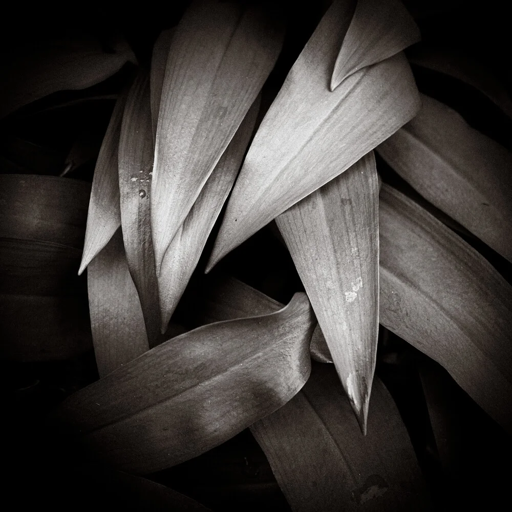 Wild Garlic - Fineart photography by J. Daniel Hunger
