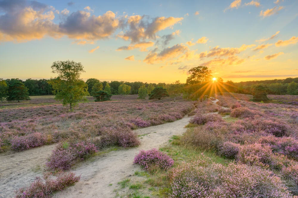 In der Westruper Heide bei Sonnenuntergang - fotokunst von Michael Valjak