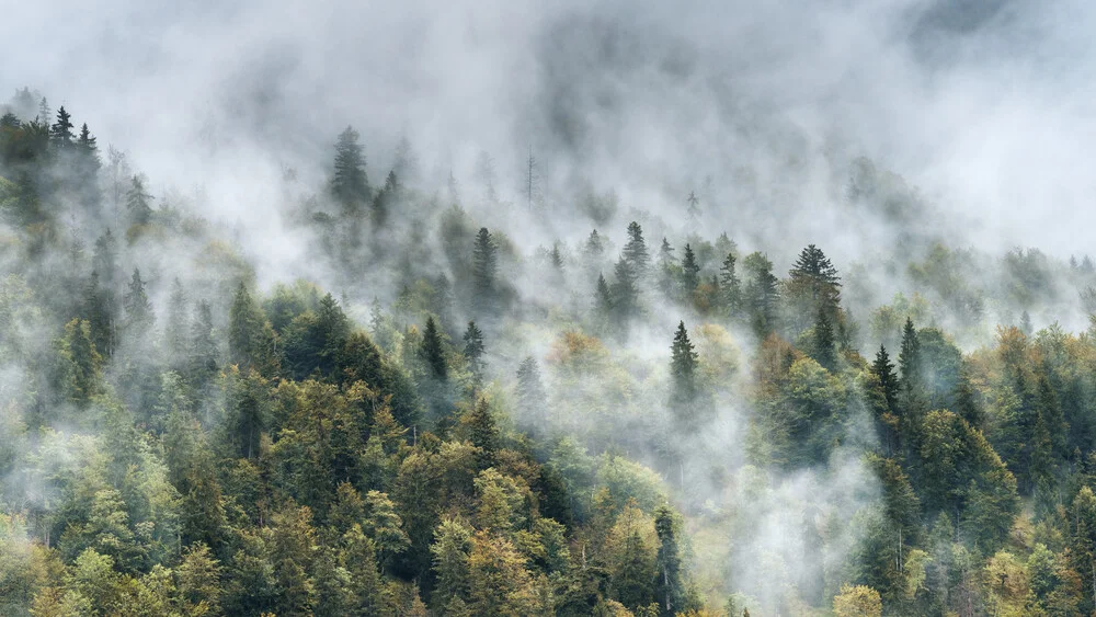 Photo art by Tillmann Konrad: forest landscape with mist and autumn colors