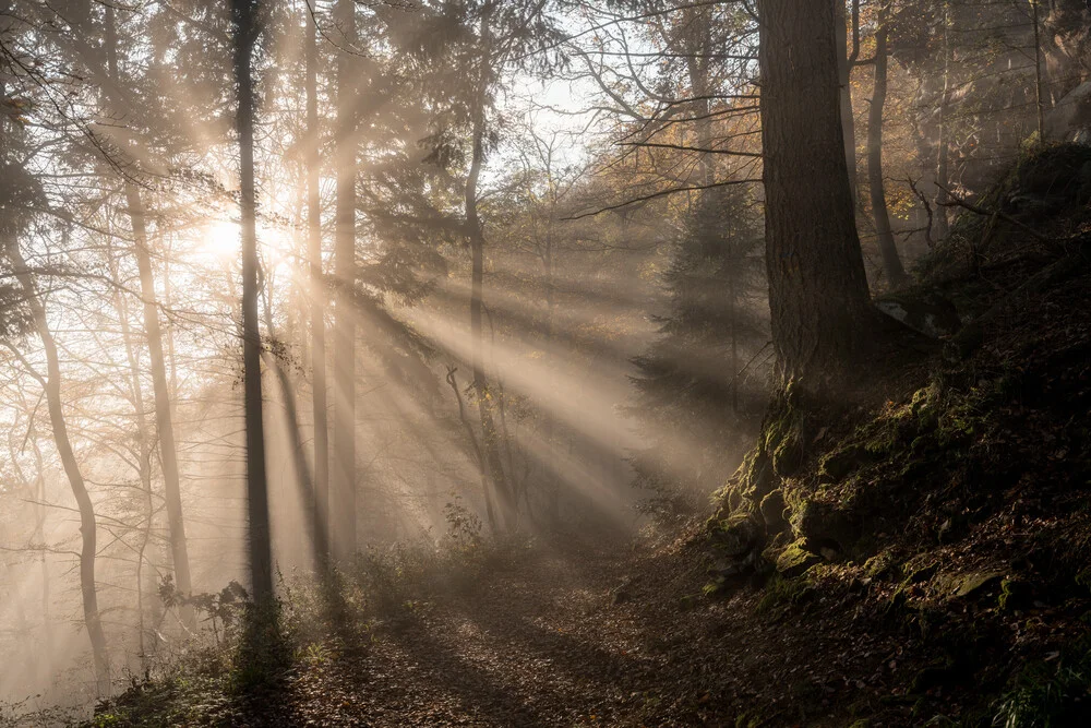 Dreamy Morning walk through the Forest, Germany – wall art by Johannes Hulsch as Poster or Acrylic Glass Print