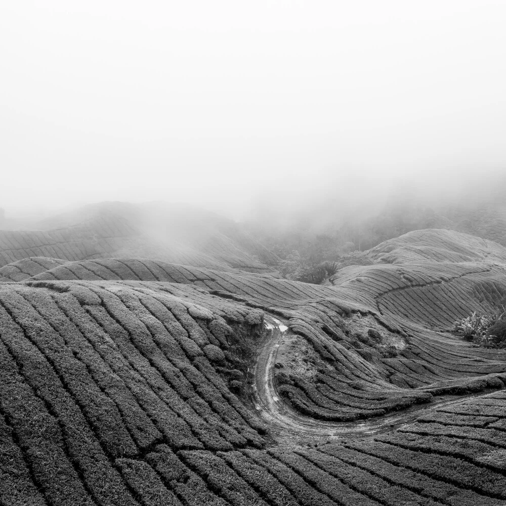 Fotokunst von Christian Janik: Teeplantage in den Cameron Highlands, sanfte Hügel und grüne Farben