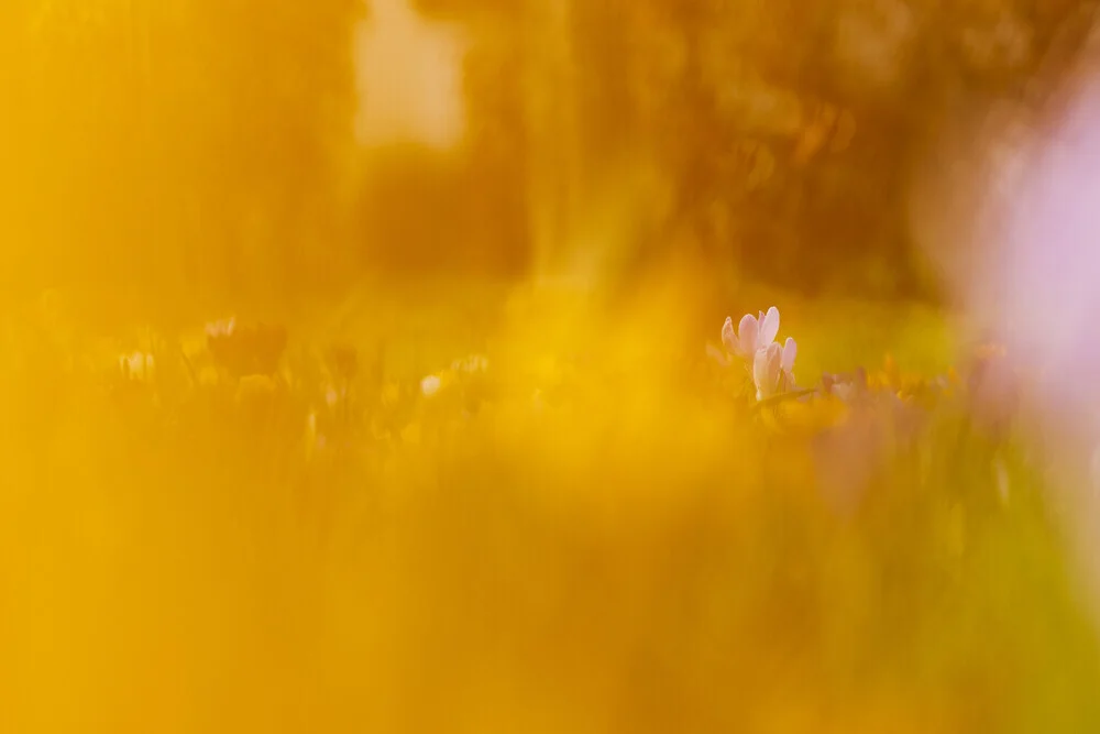 Krokuswiese in goldenem Schimmer, Deutschland – Fotokunst von Nadja Jacke als Poster oder Acrylglasbild