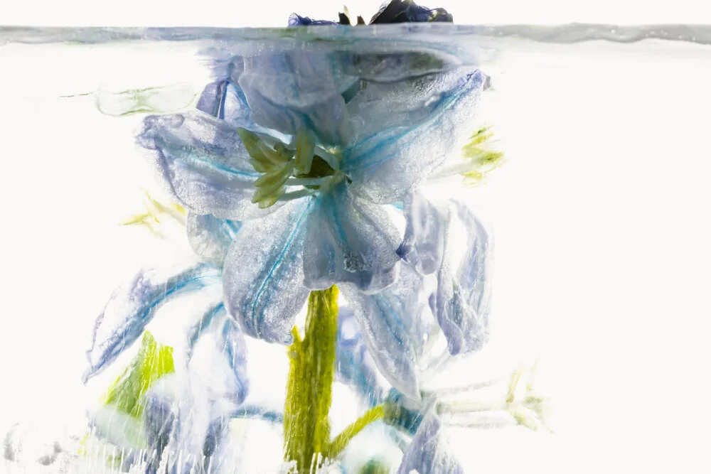 Blaustern durchbricht das Eis, Deutschland – Fotokunst von Marc Heiligenstein als Poster oder Acrylglasbild