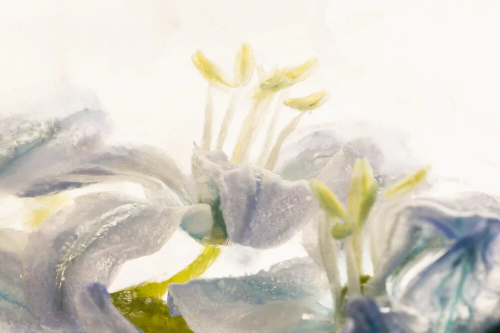 Blaustern-Blüten in Eis, Deutschland – Fotokunst von Marc Heiligenstein als Poster oder Acrylglasbild