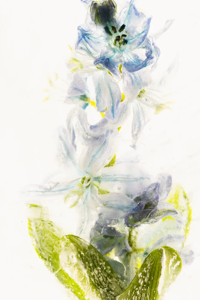 Blaustern in Eis, Deutschland – Fotokunst von Marc Heiligenstein als Poster oder Acrylglasbild