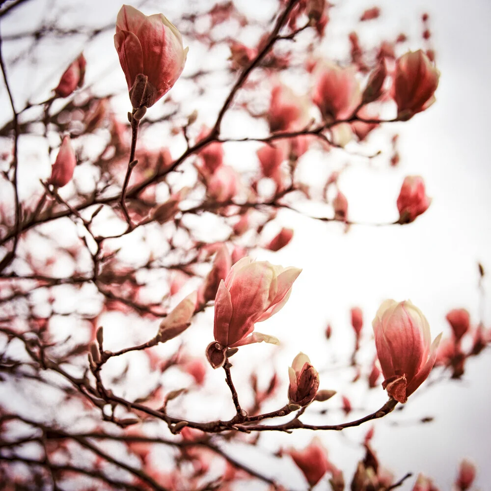 Magnolia #4, Germany – wall art by J. Daniel Hunger as Poster or Acrylic Glass Print